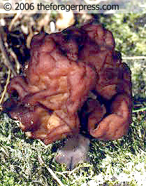 Gyromitra esculenta